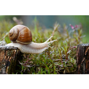 El caracol tiene un caparazón que le sirve de protección. Imagen de azeret33 en Pixabay